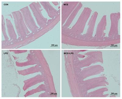 Dietary supplementation with Macleaya cordata extract alleviates intestinal injury in broiler chickens challenged with lipopolysaccharide by regulating gut microbiota and plasma metabolites